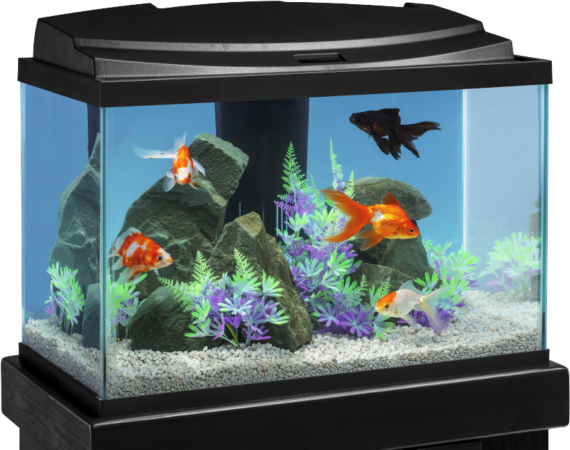 Vibrant Home Aquarium Setup PNG