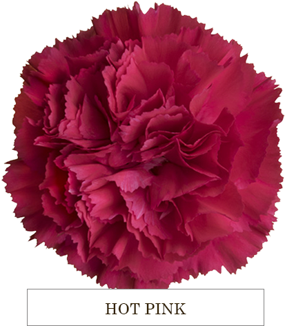 Vibrant Hot Pink Carnation PNG