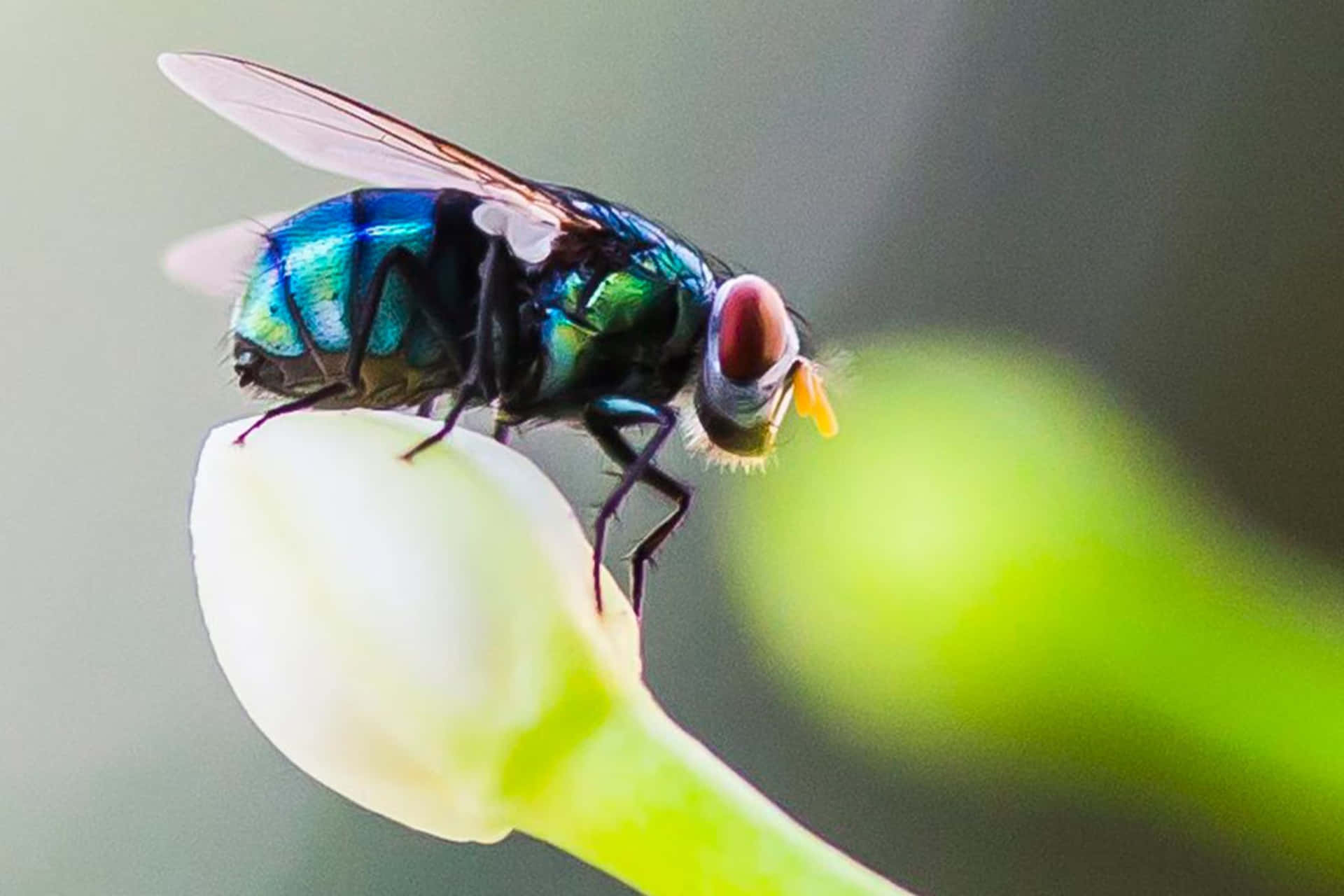 Vibrant Houseflyon Bud Wallpaper