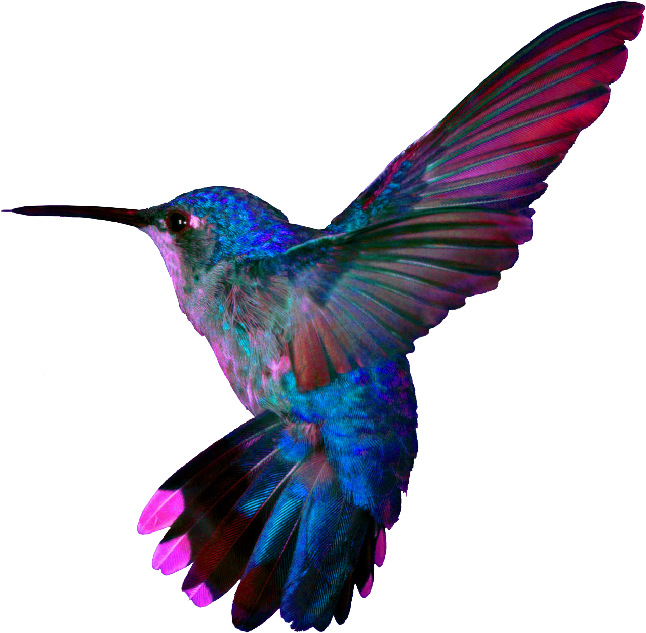 Vibrant Hummingbird In Flight.png PNG