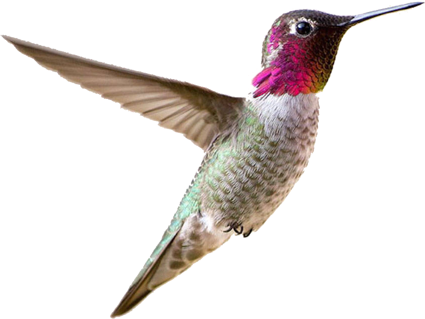 Vibrant Hummingbird In Flight.png PNG
