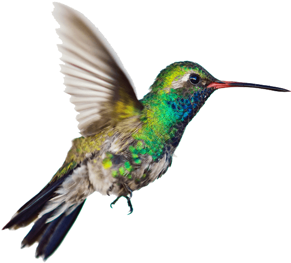 Download Vibrant Hummingbird In Flight.png | Wallpapers.com