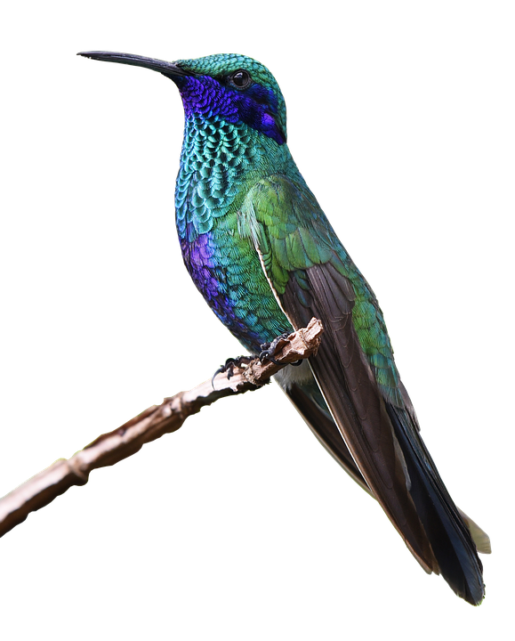 Vibrant Hummingbird Perched PNG