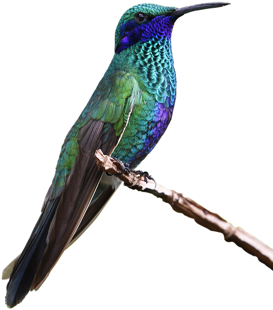 Vibrant Hummingbird Perched PNG