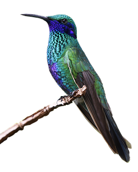 Vibrant Hummingbird Perched PNG