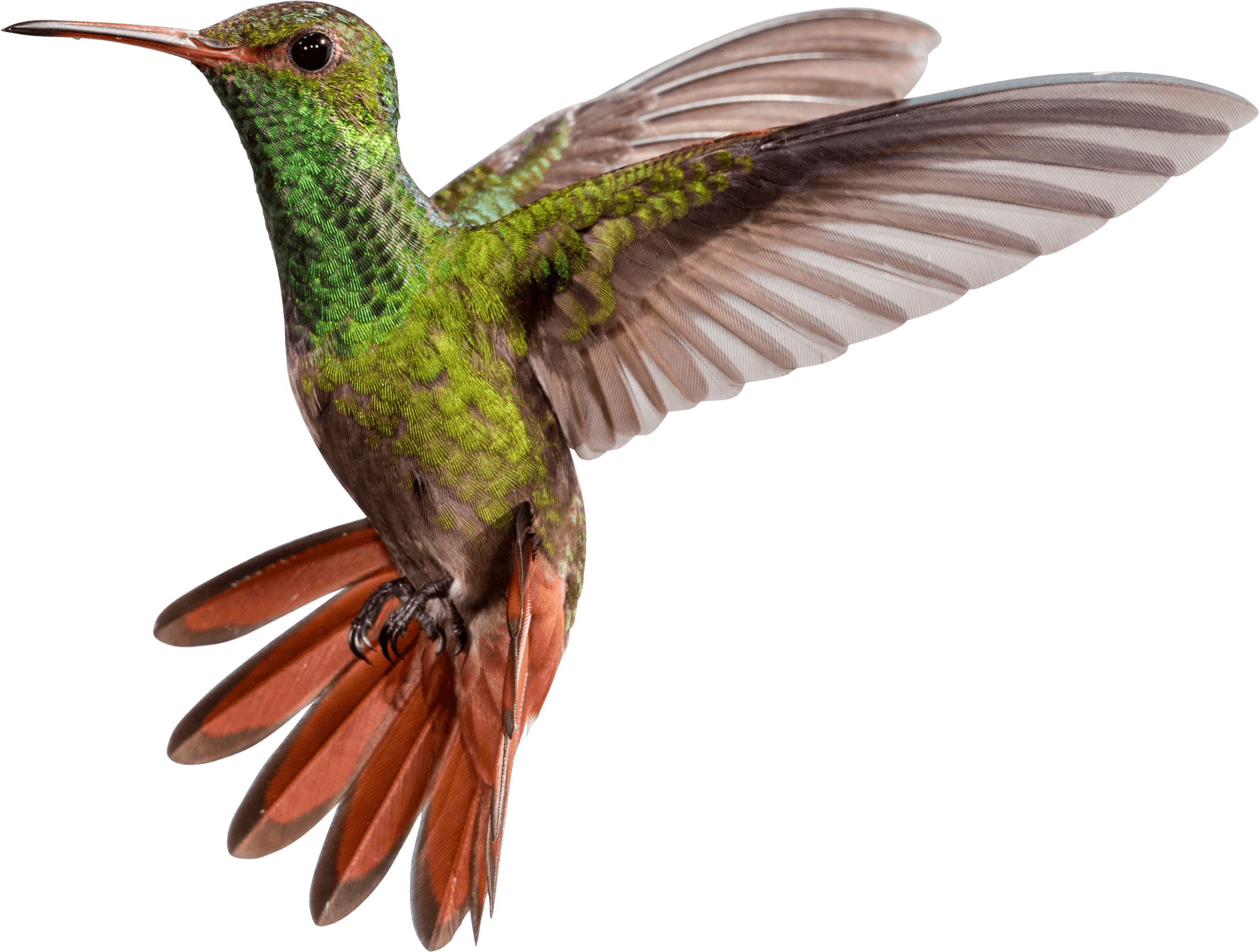 Vibrant Hummingbirdin Flight PNG