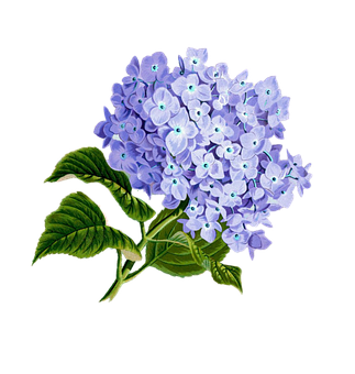 Vibrant_ Hydrangea_ Bloom PNG