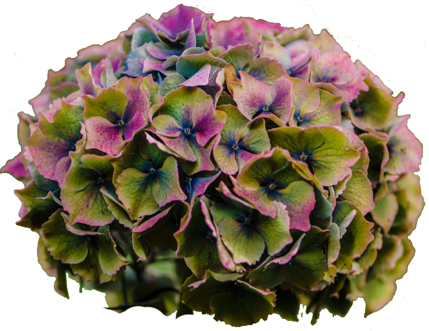 Vibrant Hydrangea Bloom PNG
