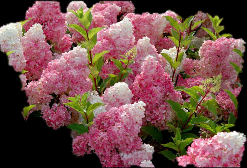 Vibrant Hydrangea Bush PNG