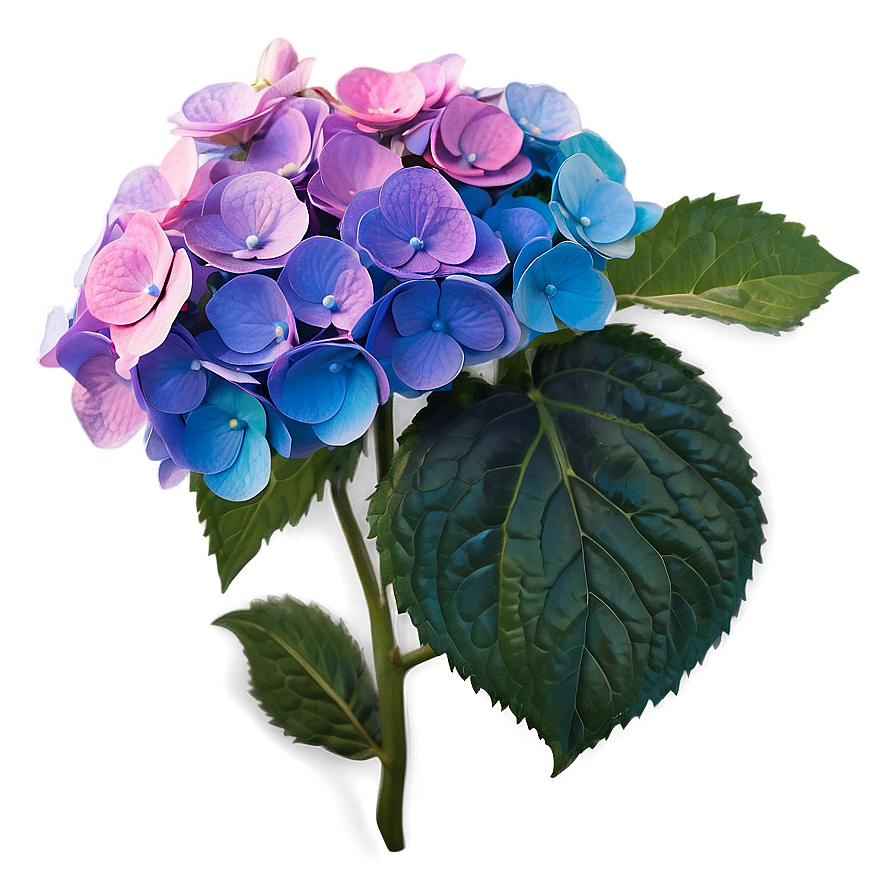Vibrant Hydrangea Png 05242024 PNG