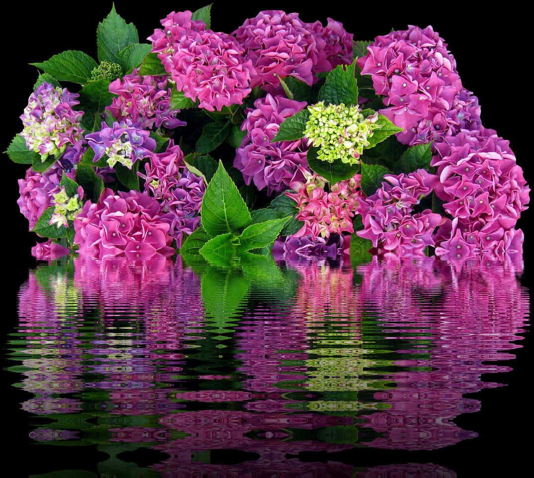 Vibrant Hydrangea Reflections PNG