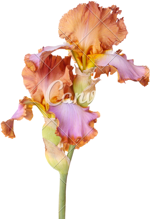 Vibrant Iris Flower PNG