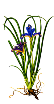 Vibrant Iris Flower Art PNG