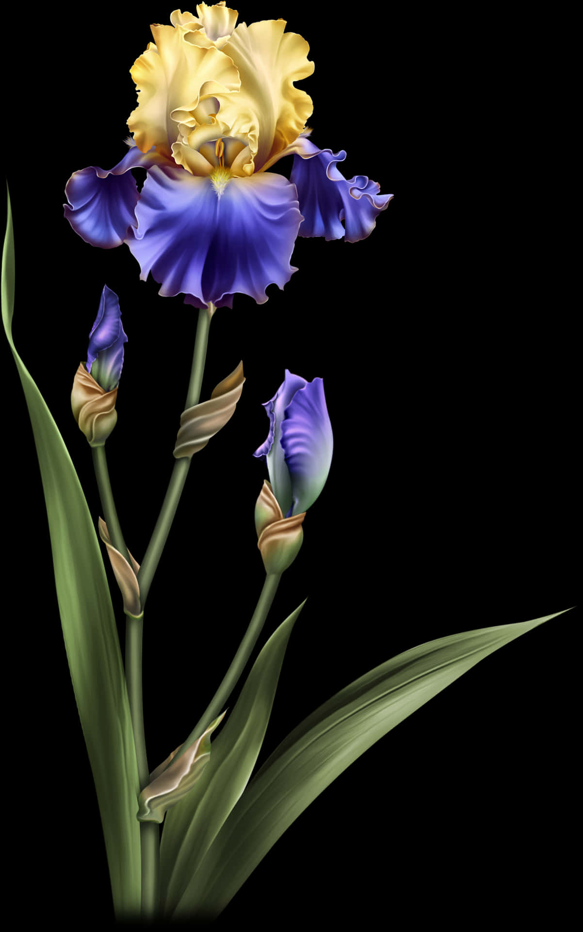 Vibrant_ Iris_ Flower_ Artwork.jpg PNG