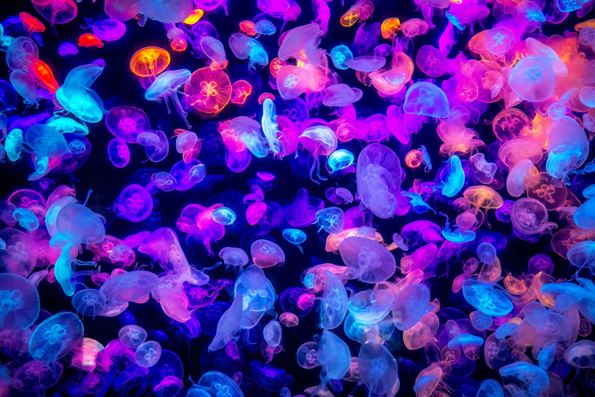 Vibrant_ Jellyfish_ Swarm Wallpaper
