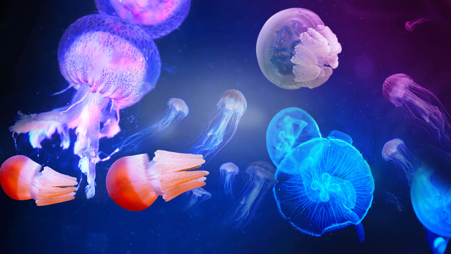 Vibrant_ Jellyfish_ Swarm_ Underwater Wallpaper