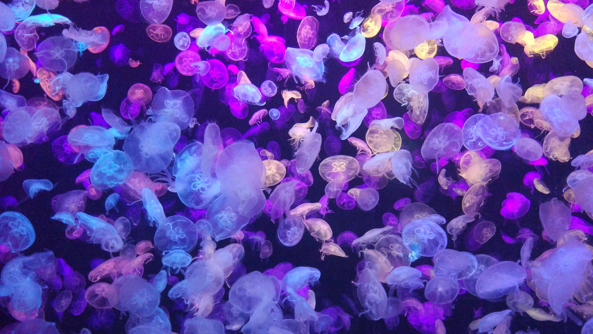 Vibrant_ Jellyfish_ Swarm_ Underwater.jpg Wallpaper