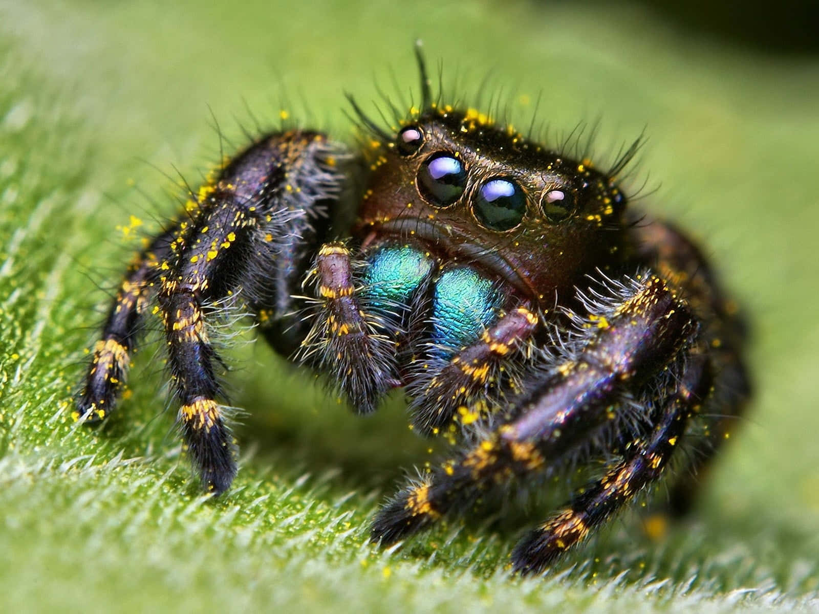 Vibrant Jumping Spider Closeup.jpg Wallpaper