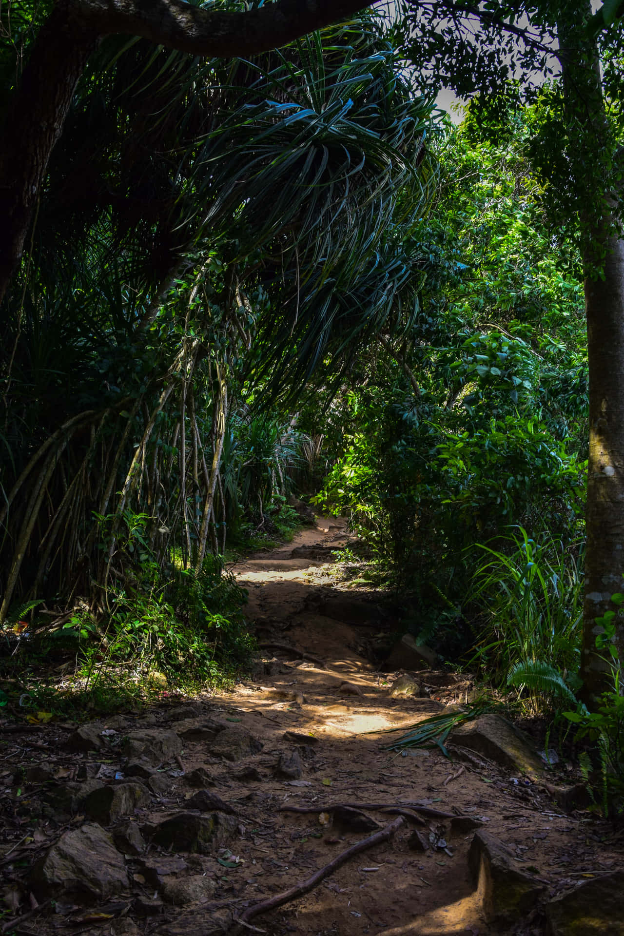 Vibrant Jungle Canopy - Nature's Heartbeat