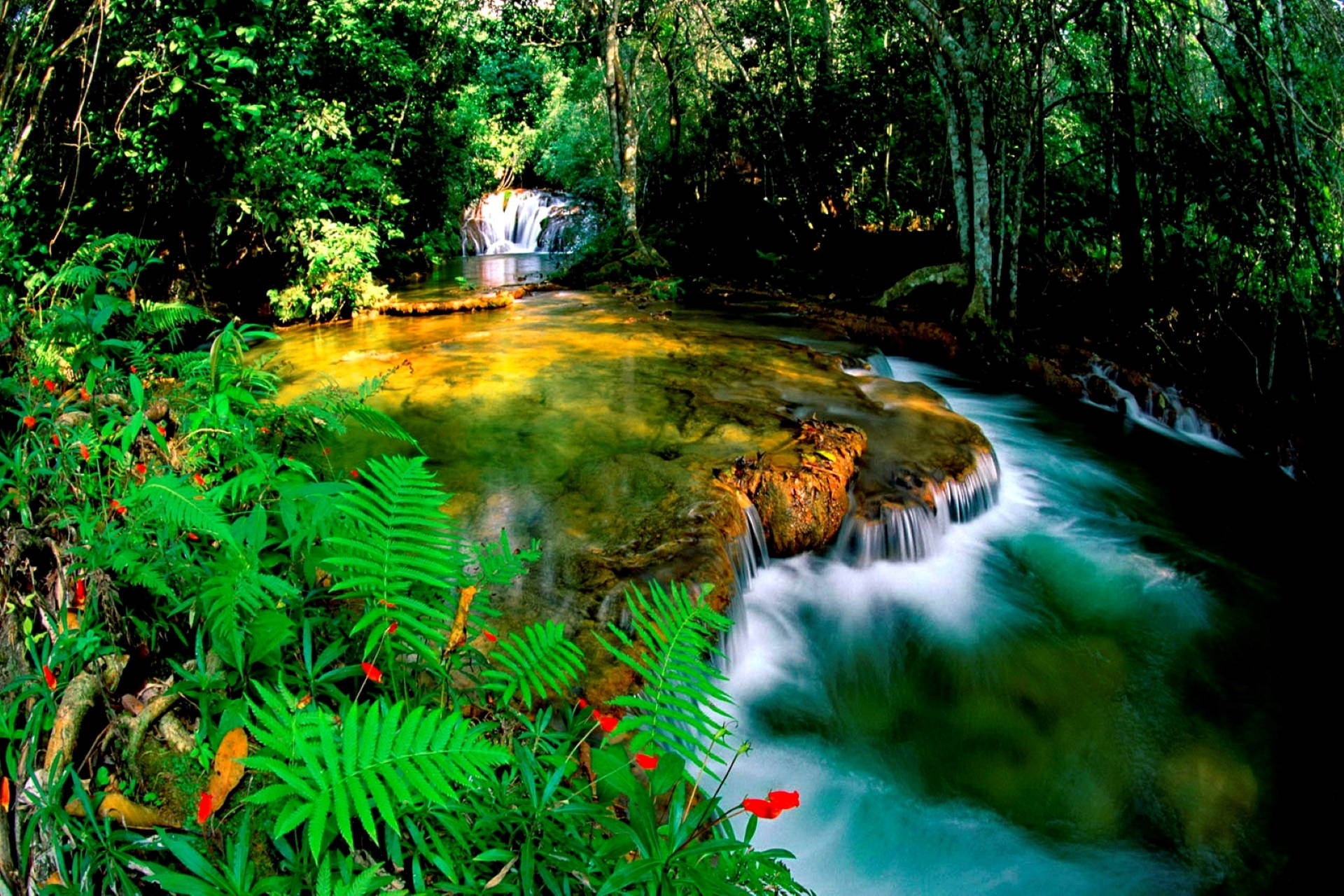 Levende Jungle Stream Wallpaper