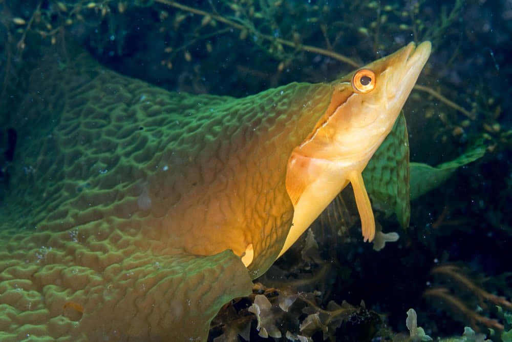 Vibrant Kelpfish In Its Natural Habitat Wallpaper