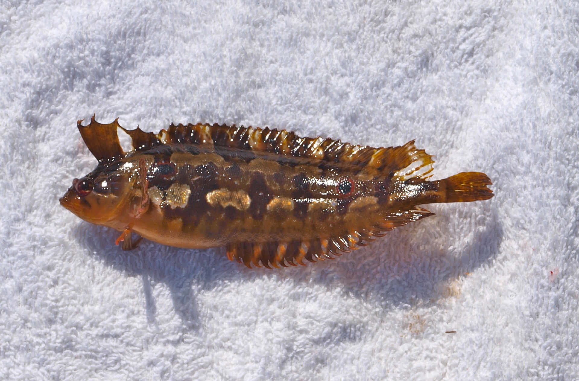 Vibrant Kelpfish Swimming Underwater Wallpaper