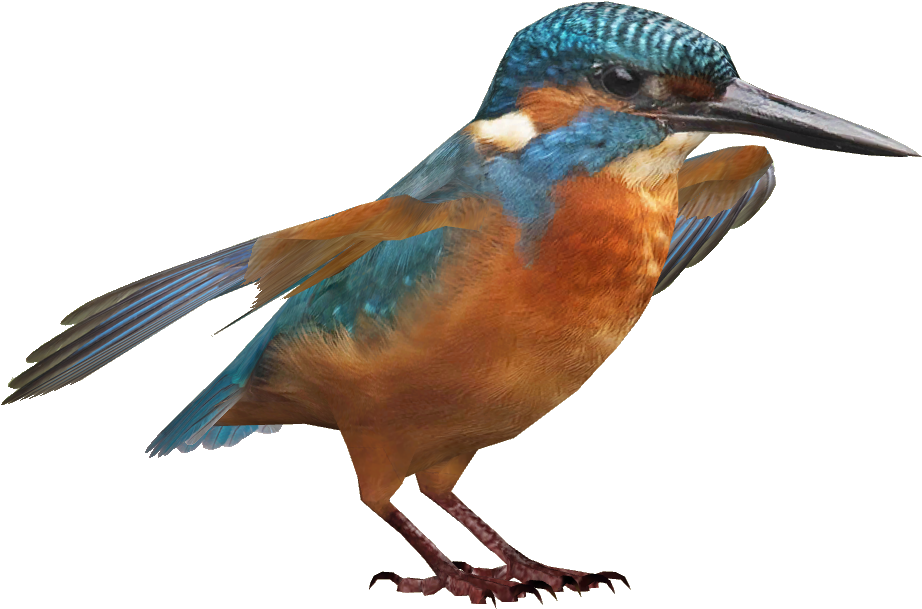 Vibrant Kingfisher Isolated PNG