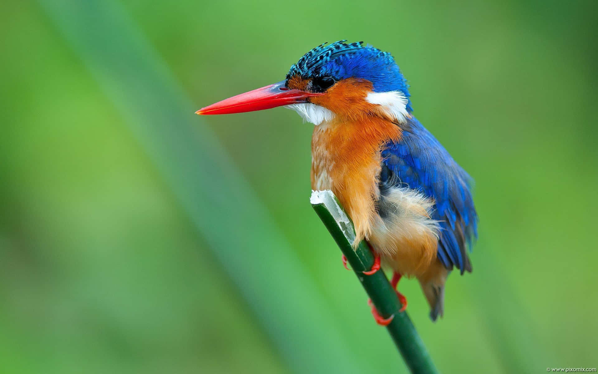 Vibrant Kingfisher Perched Wallpaper