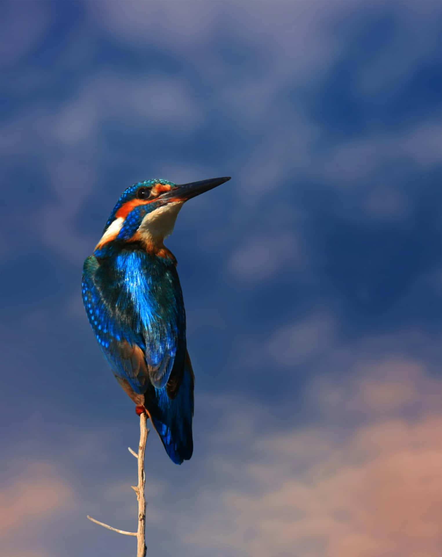 Vibrant Kingfisher Perched Against Blue Sky Wallpaper