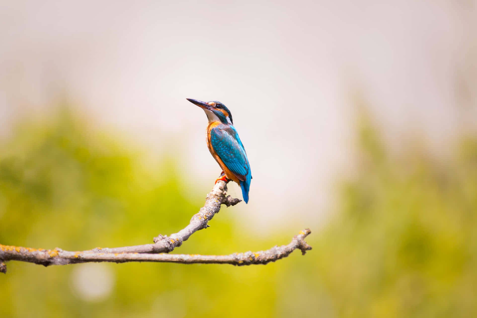 Vibrant Kingfisher Perched Branch Wallpaper