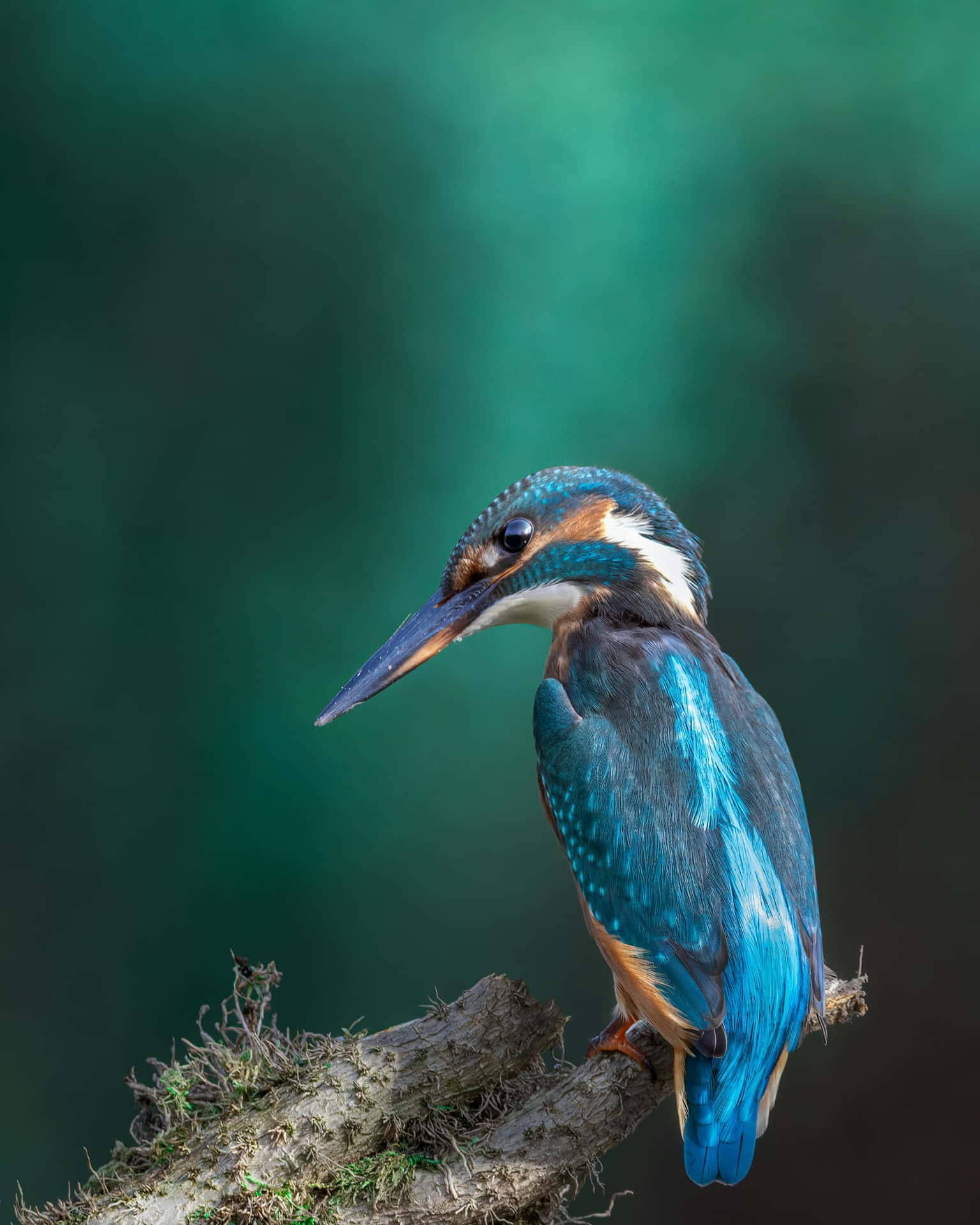 Vibrant Kingfisher Perched Wallpaper