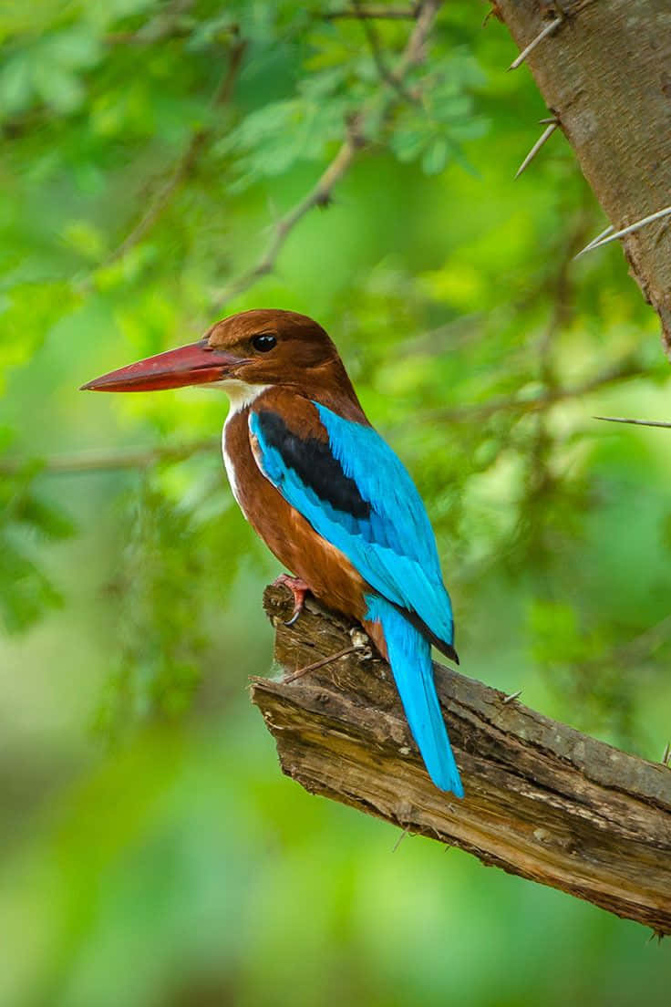 Vibrante Ijsvogel Op Tak Achtergrond