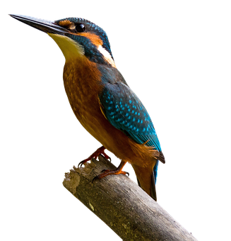 Vibrant Kingfisher Perched PNG