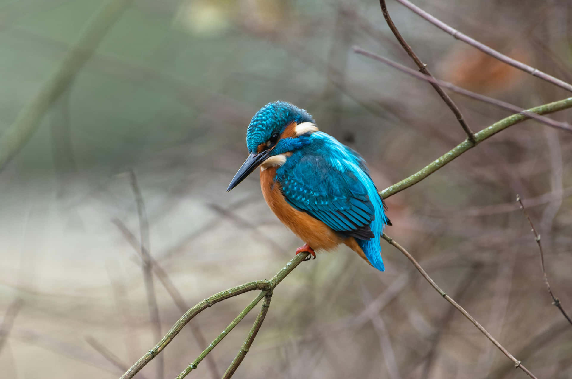 Vibrant Kingfisher Perchedon Branch.jpg Wallpaper