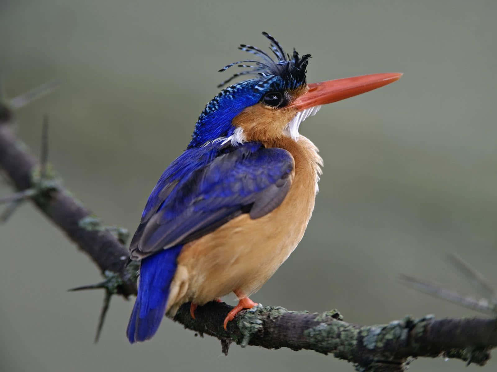 Vibrant Kingfisher Perchedon Branch Wallpaper