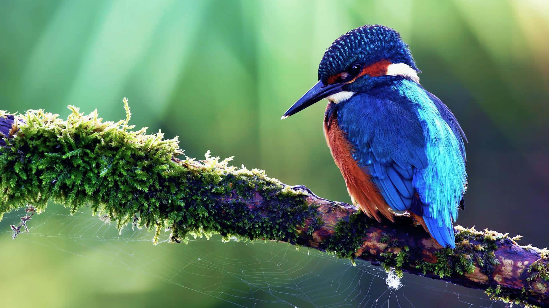Vibrant Kingfisher Perchedon Mossy Branch Wallpaper