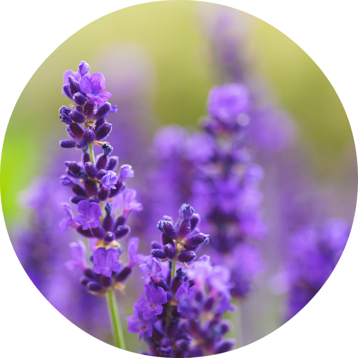 Vibrant Lavender Blooms PNG