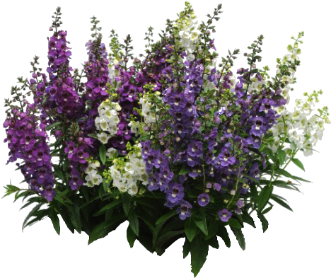 Vibrant Lavender Bouquet.png PNG