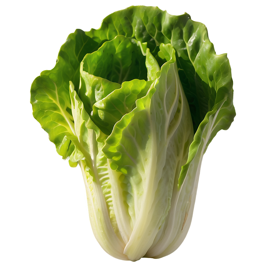 Download Vibrant Lettuce Png Scj | Wallpapers.com