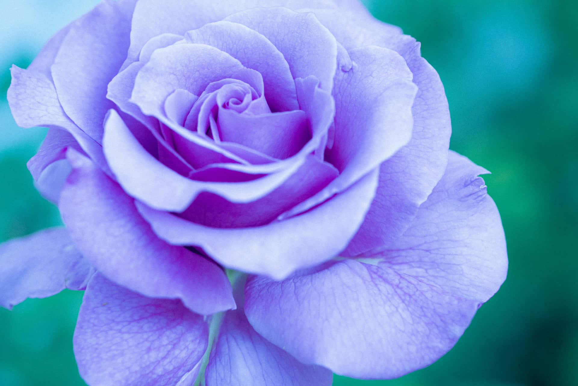 Vibrant_ Light_ Purple_ Rose_ Closeup.jpg Wallpaper