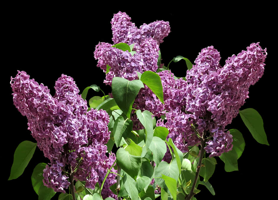 Vibrant Lilac Bush Blooms PNG