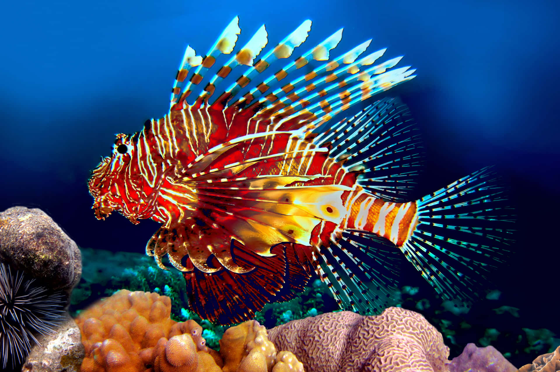Vibrant Lionfish Coral Reef Wallpaper