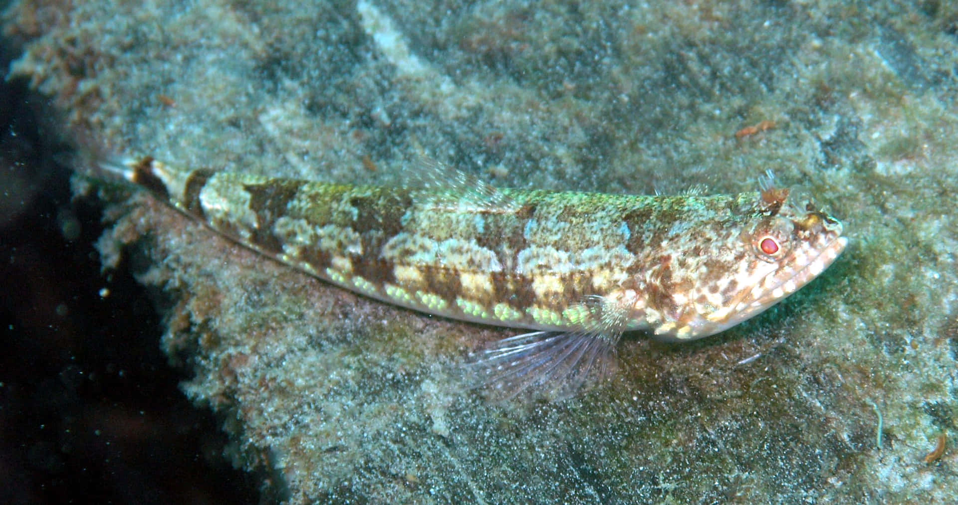 Vibrant Lizardfish In Its Natural Habitat Wallpaper