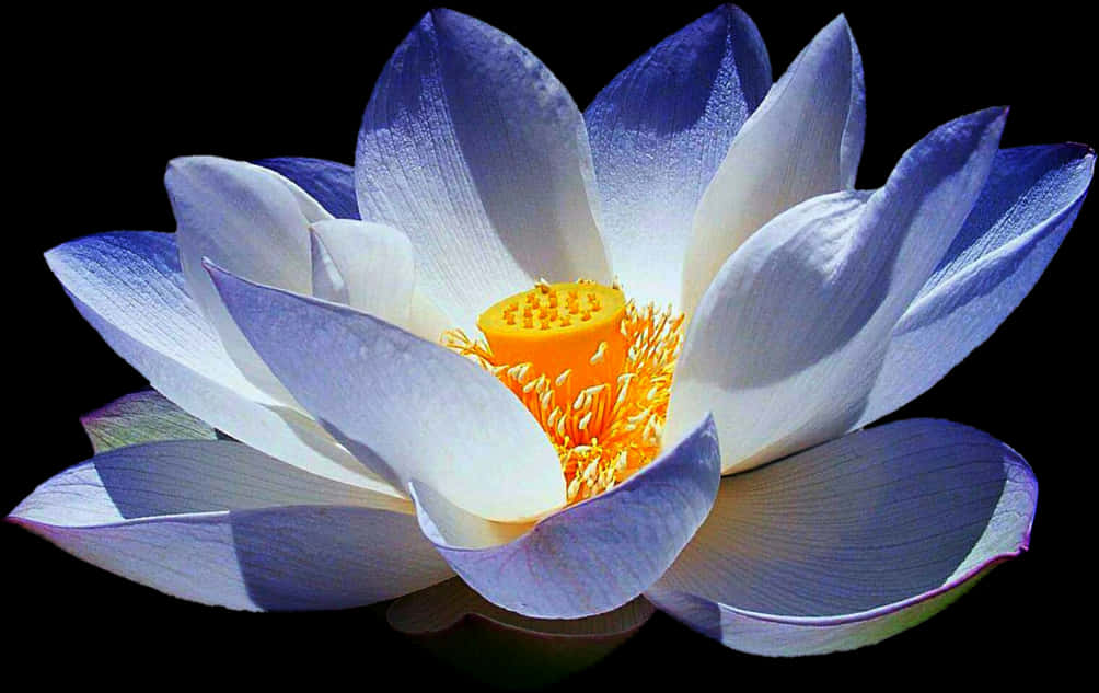 Vibrant Lotus Bloom PNG