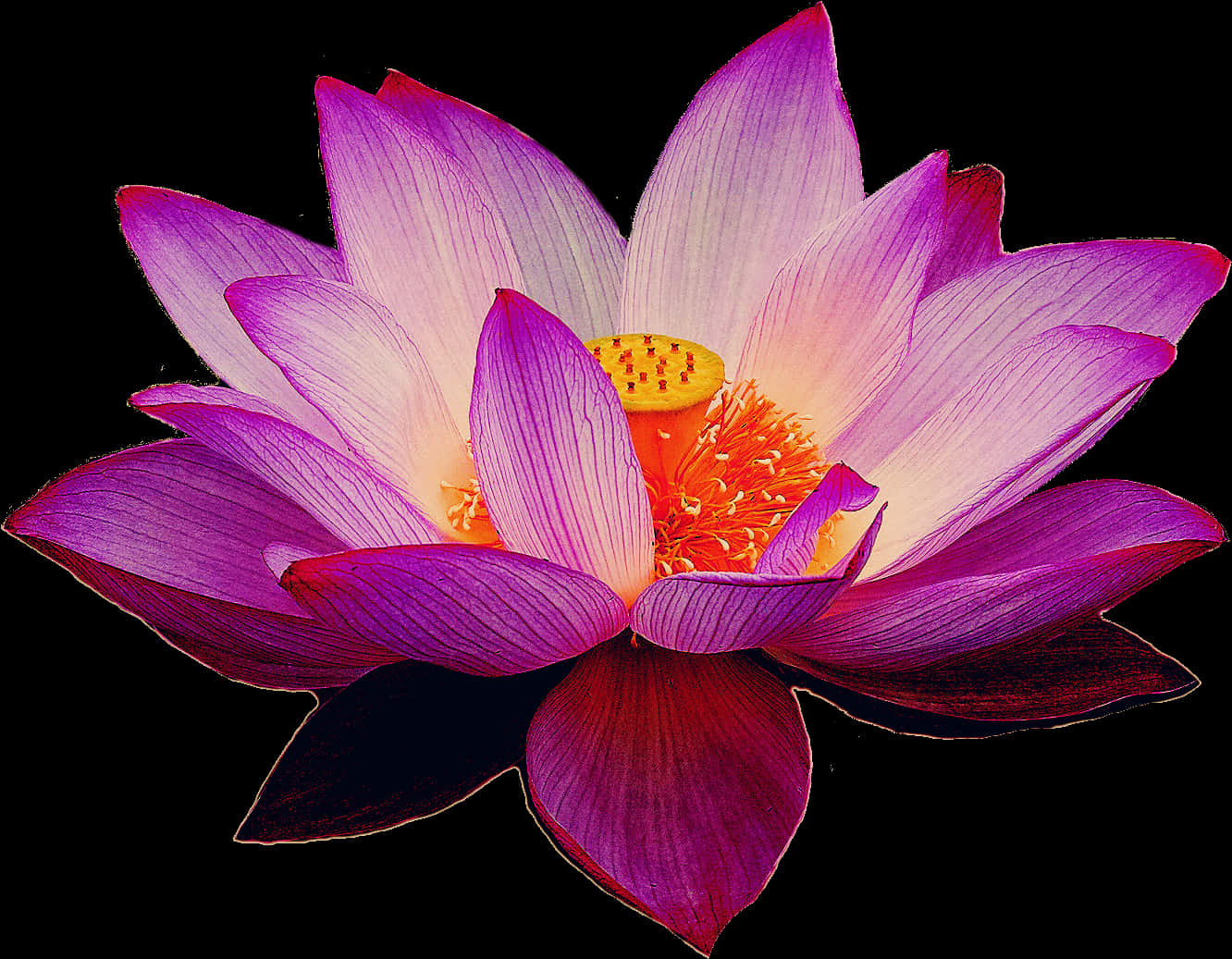 Vibrant Lotus Flower Bloom PNG