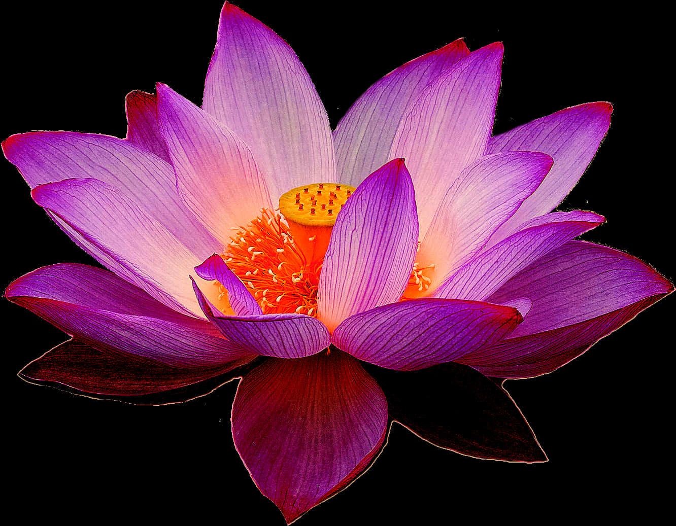 Vibrant Lotus Flower PNG