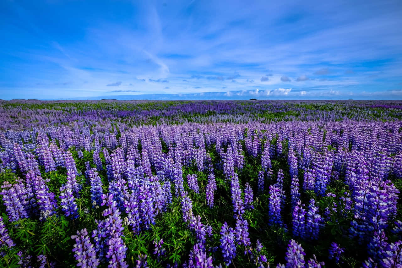 Vibrant Lupine Veld Landschap Achtergrond