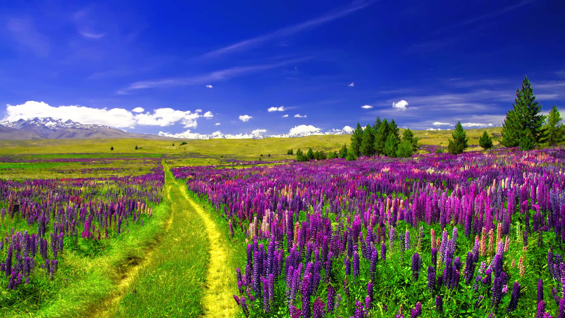 Vibrant_ Lupine_ Field_ Pathway.jpg Achtergrond