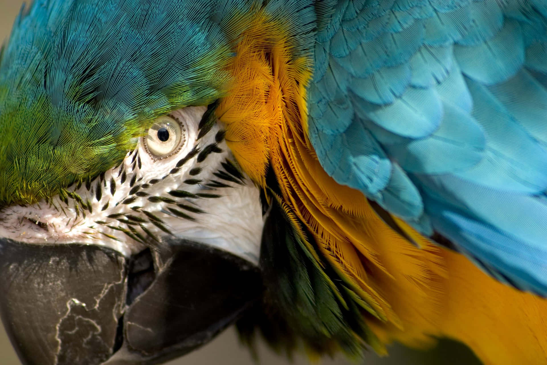 Vibrant Macaw Close Up Wallpaper