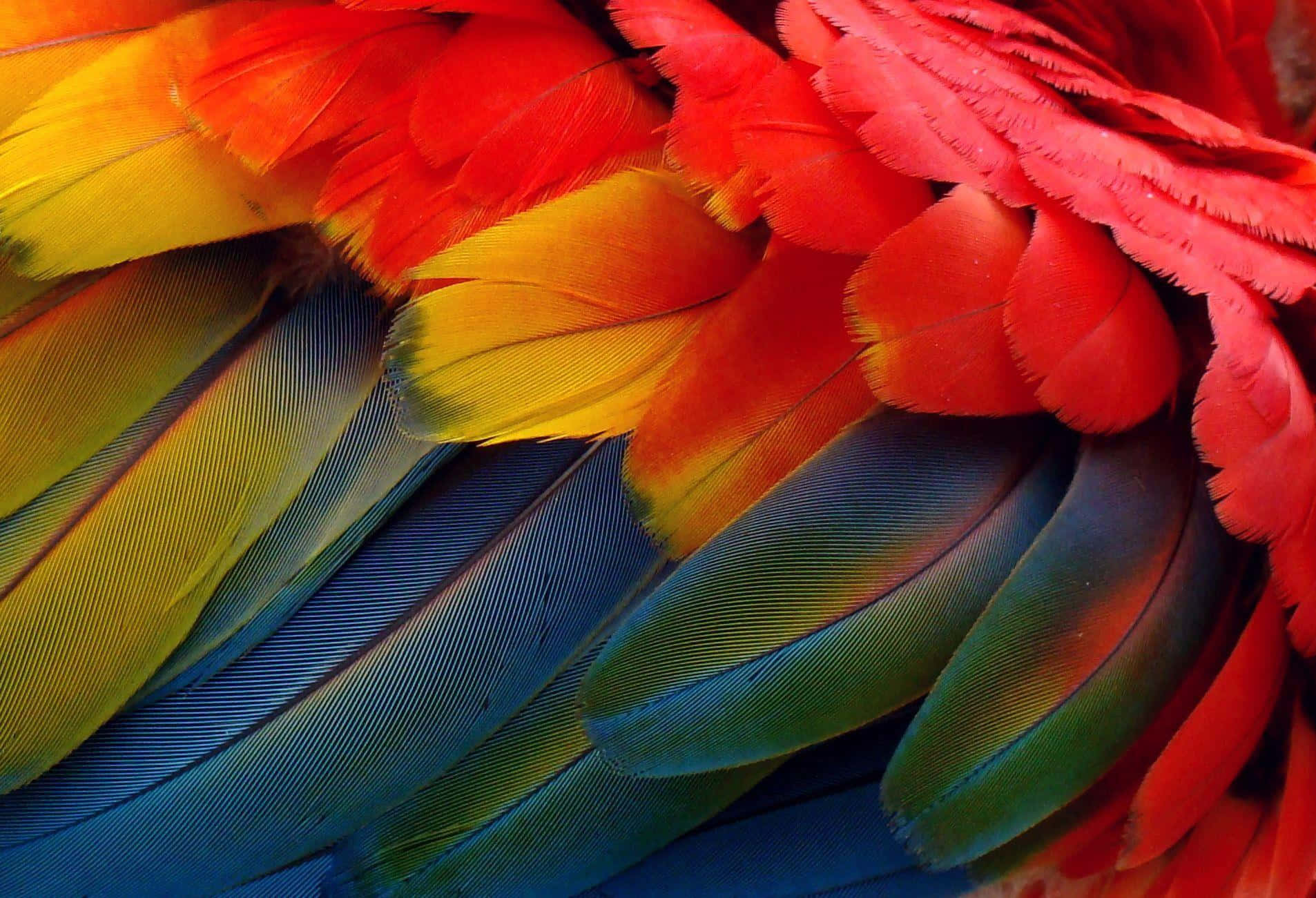 Vibrant_ Macaw_ Feathers_ Closeup.jpg Wallpaper